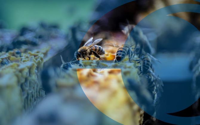 Nature Repair Market Is (Almost) Go!  What Does It Mean for Landholders?